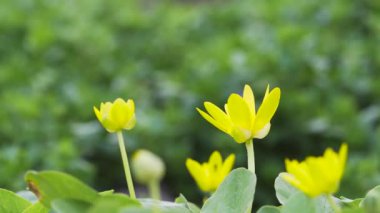 Küçük bahar sarı çiçeği Ficaria verna 'yı kapat