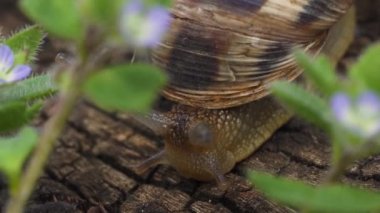 Kenevirde sürünen küçük bir salyangoz.