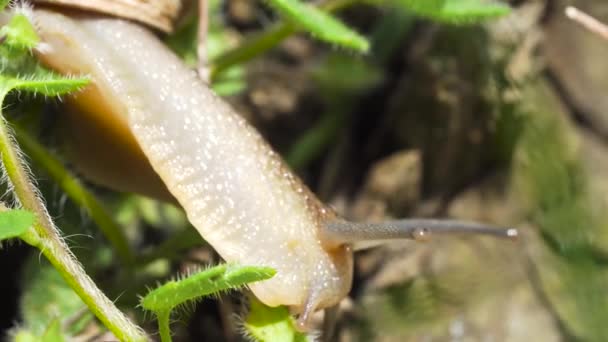 小さなカタツムリの葉を閉じて食べる — ストック動画