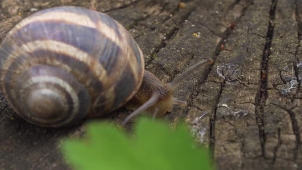 Piccola Lumaca Che Nasconde Una Casa Vicino — Video Stock