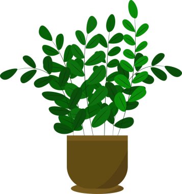 Zamioculcas in a pot. Vektör yeşil ev bitkisi, izole nesne. Ev, konfor ve tasarım için bir bitki.