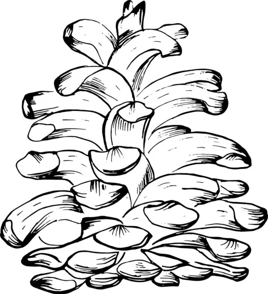 Ескіз соснового конуса. Ізольований редагований чорний об'єкт на білому тлі . — стоковий вектор