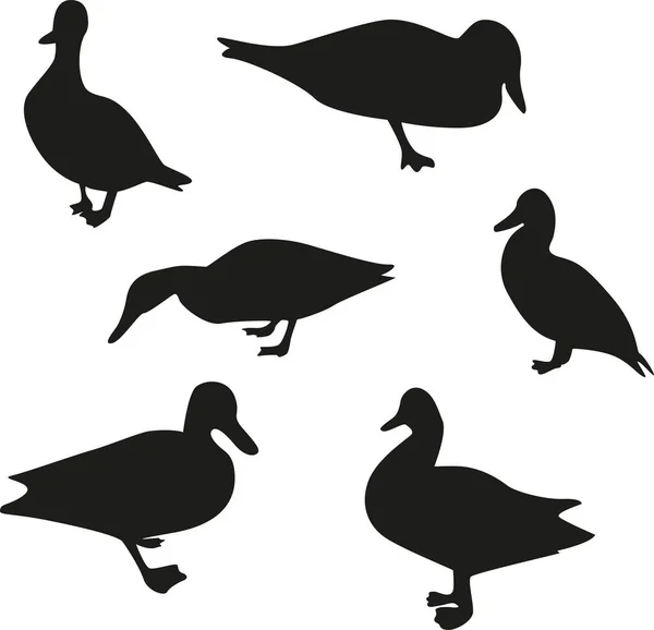 Conjunto de siluetas de patos. Patos vectoriales en diferentes posiciones, objeto aislado editable. Pájaros negros sobre fondo blanco. — Vector de stock