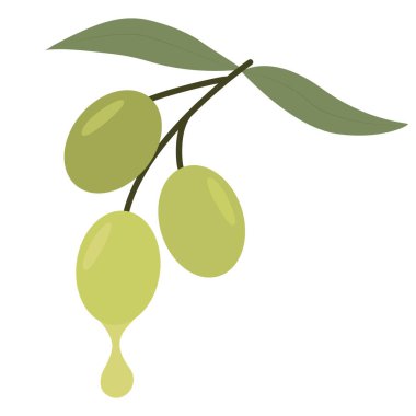 Zeytin dalı, vektör. Zeytinler, böğürtlenler ve yapraklar. Düzenlenebilir nesne .