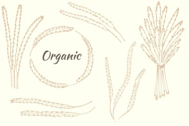 Bir çift dikenli dikenler, özel dikenler ve bir buket buket, sivri dikenler. Vektör bitkiler, antika. Düzenlenebilir nesne.