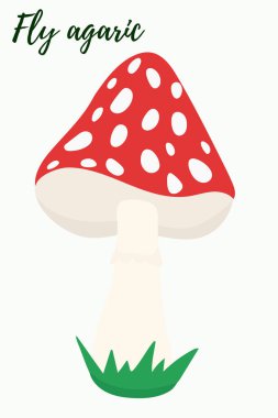 Amanita, resim. Vektör, kırmızı zehirli mantar. Sinek sineği.