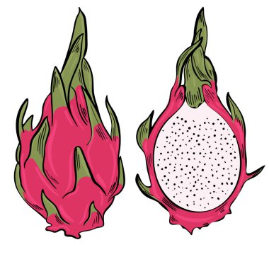 Ejderha meyvesi Parlak renkli egzotik pitahaya. Yarı ve tüm Asya meyveleri. Çekilmiş pitaya. Vektör.