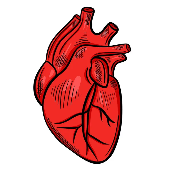 Corazón Humano Dibujo Mano Alzada Vector Órgano Principal Del Cuerpo — Archivo Imágenes Vectoriales