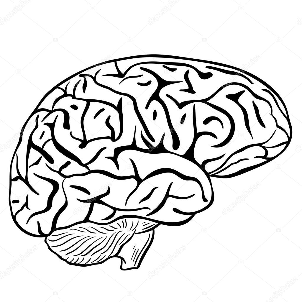 Human brain, sketch. Vector, black contour of the human brain on a white background. The main organ of thinking. Brain silhouette.