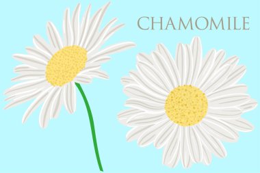 Papatya çayı yakın. Vektör, beyaz çiçekler. Beyaz yapraklı kır çiçekleri veya bahçe çiçekleri. Serbest çizim..
