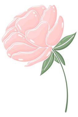 Tek şakayık. Narin bahçe çiçeği. Yeşillik pembe çiçek. Serbest çizim. Vektör..