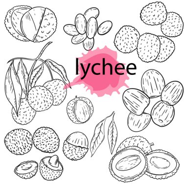 Litchi meyve çizgisi seti. Vektör. Robot resim. Büyüyen lychee.