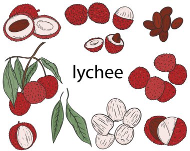 Meyve likörü. Vektör. Beyaz arka planda renkli meyve koleksiyonu. Bir dalda ayrı böğürtlenler, yarımlar ve meyveler. El çizimi.