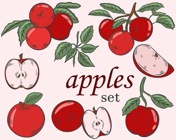 Ensemble Pommes Vecteur Pomme Est Rouge Moitiés Entières Morceaux Fruits — Image vectorielle
