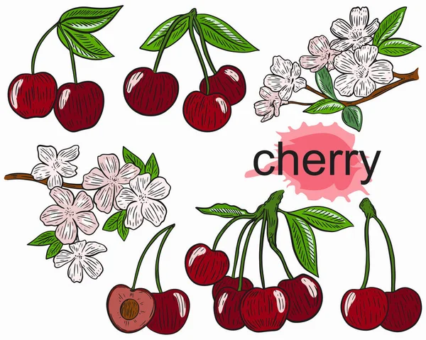Cseresznye Vektor Készlet Bogyók Fürtök Virágzó Faágak Élénk Piros Gyümölcsök — Stock Vector