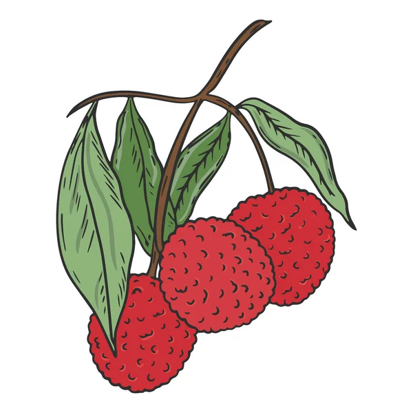 Lychee Sur Une Branche Vecteur Fruit Lichi Aux Feuilles Vertes — Image vectorielle