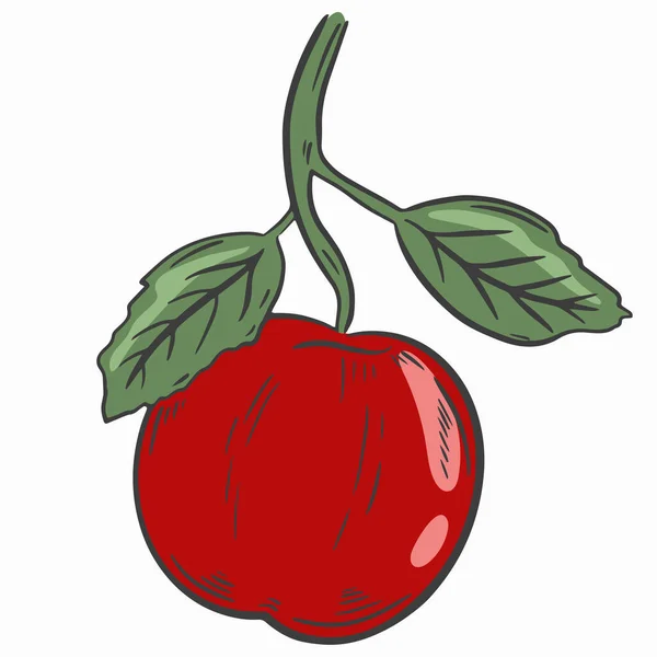 Vörös Alma Egy Ágon Levelekkel Vektor Leszedtem Gyümölcsöt Mezőgazdasági Termelés — Stock Vector