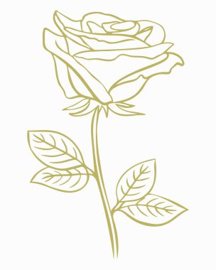 Altın gül, vektör. Çiçekli basit bir illüstrasyon. Çiçek açan yapraklar. Çizgi, el çizimi..