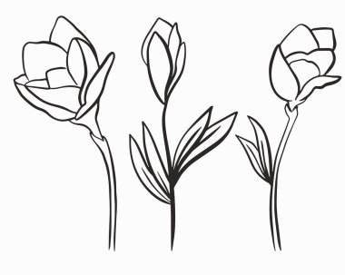 Üç çiçek, ip hatları. Vektör. Basit çiçek elementleri, çizgi çizimi El çizimi