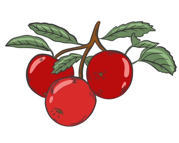 Tre Röda Äpplen Gren Med Blad Vektor Frukter Som Skördats — Stock vektor