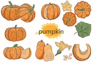 Balkabağı vektör seti. Sonbahar hasadı. Turuncu mevsimlik meyve. Balkabağı parçalarını topla, çiçek ve yaprak. El çizimi. Şükran Günü için geleneksel sonbahar sebzesi..