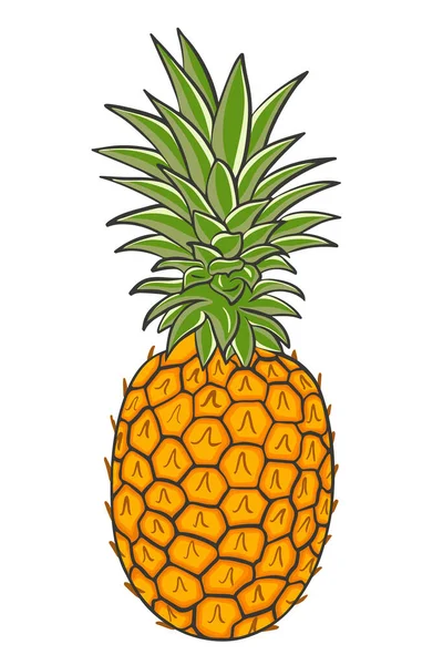 Piña crestada, vector. Frutas exóticas tropicales enteras. Fruta desplumada de color de la hierba. — Vector de stock