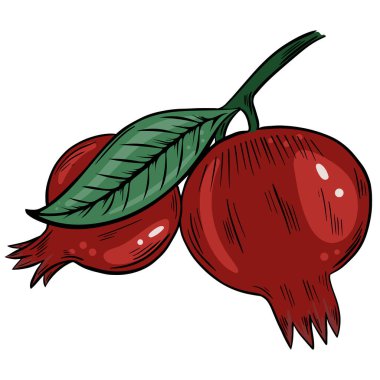 Bir dalda tam nar, vektör. Egzotik tatlı biçilmiş meyveler. Hasat, tarım..