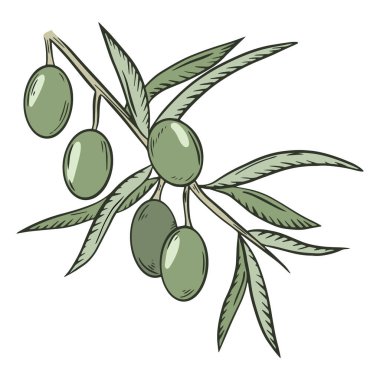 Yeşil zeytinli dal, vektör. Zeytin ağacının toplanmış meyveleri. Yağ çekirdeği. El çizimi.