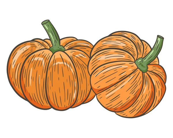 Dos calabazas, vector. Vegetales de temporada de otoño. La calabaza es redonda y naranja. Dibujo manual. Otoño fruta tradicional. — Archivo Imágenes Vectoriales