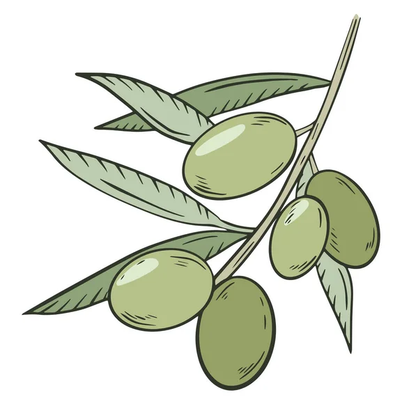 Zielone oliwki na gałęzi z liśćmi, wektorze. Oskubana garstka oliwek. Uprawa nasion oleistych. Uprawa oliwek i produkcja oliwy. Rysunek ręczny. — Wektor stockowy