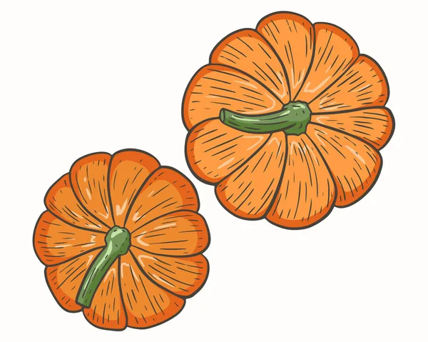Vecteur de vue de dessus citrouille. Cueillette de légumes d'automne saisonniers. Citrouilles orange. Symbole du jour de Thanksgiving. Dessin à la main, récolte d'automne. — Image vectorielle