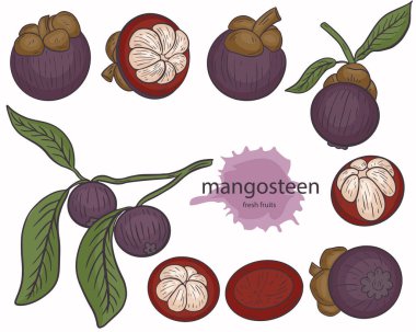 Mangosteen küme vektörü. İzole edilmiş mor egzotik tropikal meyveler. Asya tatlı doğal gıdaları. Tahsilat, tüm mangosteen ve yarım, yapraklı bir dalda. El çizimi, çizim.