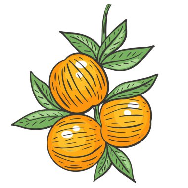 Yaprakları ve vektörü olan bir dalda bir avuç şeftali. Ağaç meyveleri grubu. Parlak renkli yaz sulu meyveleri. El oyması çizimi.