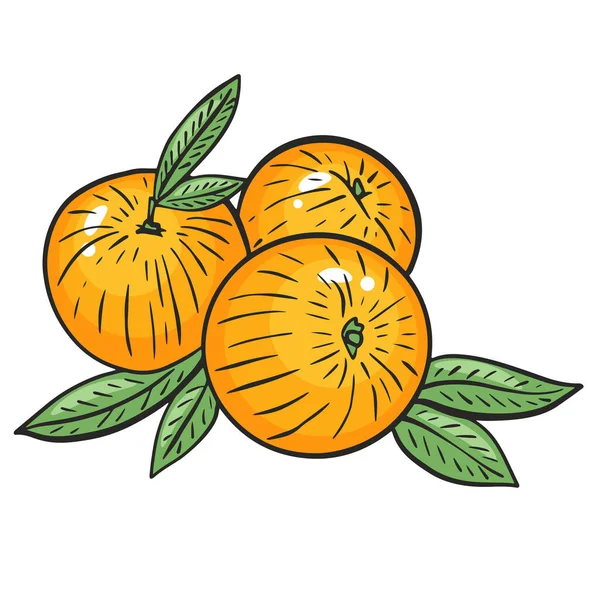 Melocotones Jugosos Brillantes Ilustración Vectorial Frutas Color Con Hojas Alimento — Vector de stock