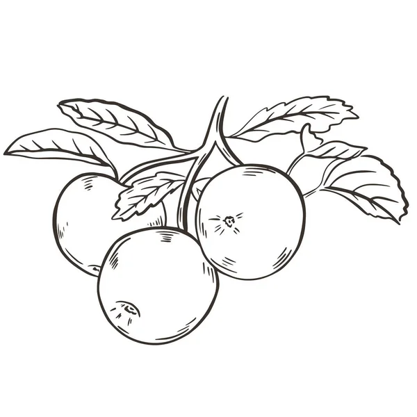 Pommes, croquis à la main, illustration vectorielle. — Image vectorielle