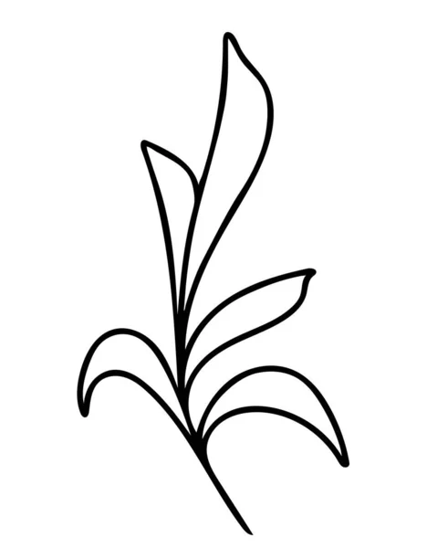 Κλάδος Φύλλα Χέρι Σχέδιο Διανυσματική Απεικόνιση Μονό Φυλλοβόλο Κλαδί Γρασίδι — Διανυσματικό Αρχείο