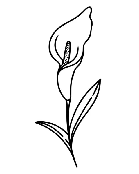 Single Calla Flower Hand Drawing Vector Illustration Delicate Houseplant Black — Stock Vector