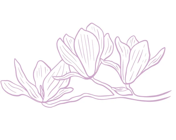 마르놀리아 스케치 자주색 피어나고 식물학적 삽화가 떨어져 리아의 — 스톡 벡터