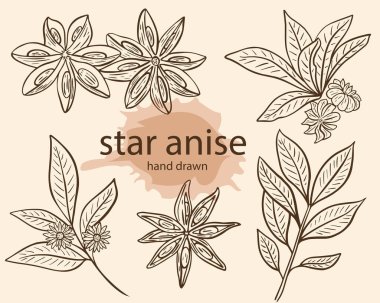 Yıldız anason baharat eskizi, vektör çizimi. Anasonlu yıldızlar, çiçekli dallar, çizgili çizgiler. Baharatlı baharatlar, izole edilmiş nesneler..