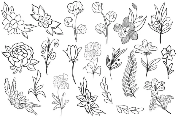 Set Simple Botanical Elements Design Vector Illustration Collection Flowers Leaves — Stock Vector
