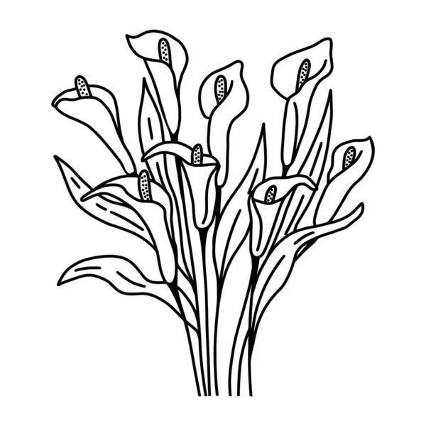 칼라꽃은 일러스트를 손으로 것이다 아름다운 백합의 꽃봉오리와 어울린다 설계를 식물학적 — 스톡 벡터