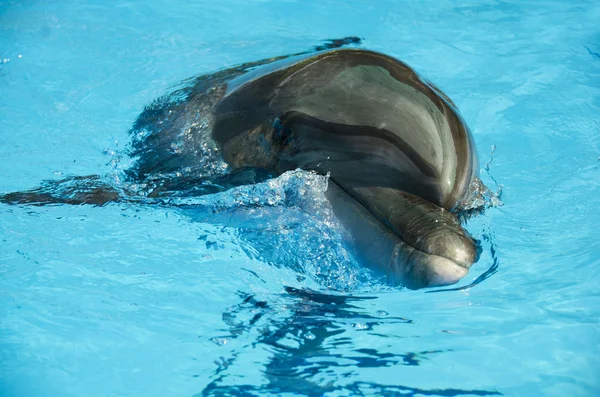 Wild dolphins Stock Photo