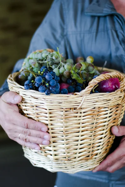 Fall harvest — Stock Photo, Image