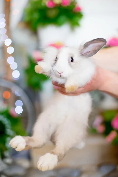 Blanco conejito esponjoso — Foto de Stock