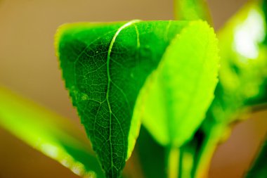 Bir ağaç makronun genç yaprakları