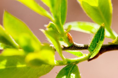 Bir ağaç makronun genç yaprakları