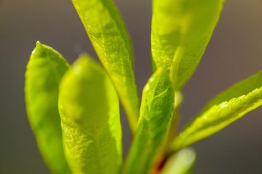 Bir ağaç makronun genç yaprakları