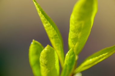 Bir ağaç makronun genç yaprakları