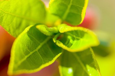 Bir ağaç makronun genç yaprakları