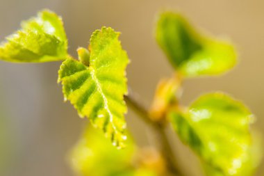 Bir ağaç makronun genç yaprakları